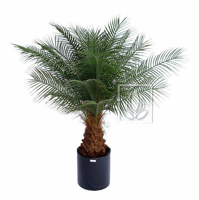 Umetna palma Datum 170 cm