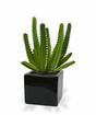 Euphorbia umetni kaktus 20 cm