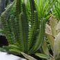 Euphorbia umetni kaktus 20 cm
