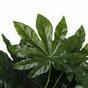 Umetna japonska Fatsia 50 cm