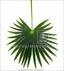 Umetna listna palma Livistona 90 cm