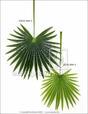 Umetna listna palma Livistona 90 cm