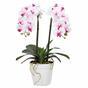 Umetna orhideja 43 cm