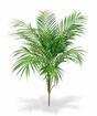 Umetna palma Areca 80 cm
