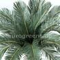 Umetna palma Cycas 90 cm