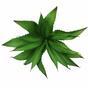 Umetna rastlina agava 25 cm