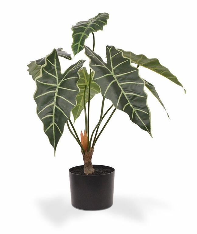 Umetna rastlina Allocasia Amazonica 60 cm