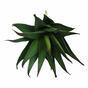 Umetna rastlina Aloe 13,5 cm