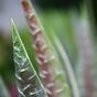Umetna rastlina Aloe Vera 30 cm