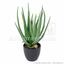 Umetna rastlina Aloe Vera 45 cm