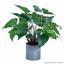 Umetna rastlina Anthurium 45 cm
