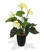Umetna rastlina anthurium bela 40 cm