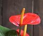 Umetna rastlina Anthurium rdeča 40 cm