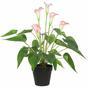 Umetna rastlina Belo-roza kala 50 cm