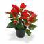 Umetna rastlina Božična vrtnica rdeča 25 cm