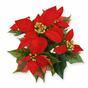 Umetna rastlina Božična vrtnica rdeča 25 cm