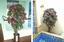 Umetna rastlina Bugénvilea Bela 120 cm