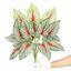 Umetna rastlina Calladium večbarvna 50 cm