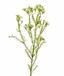 Umetna rastlina Chamelaucium uncinatum 65 cm