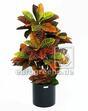 Umetna rastlina Crotone 90 cm