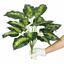 Umetna rastlina Dífenbachia 50 cm