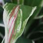 Umetna rastlina Dracena dišeča 60 cm