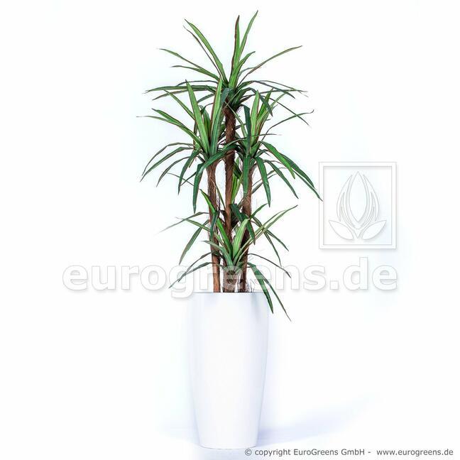Umetna rastlina Dracena, obložena s 140 cm
