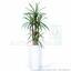 Umetna rastlina Dracena, obložena s 140 cm