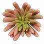 Umetna rastlina Echeveria roza 11 cm