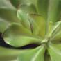 Umetna rastlina Eševéria 20 cm