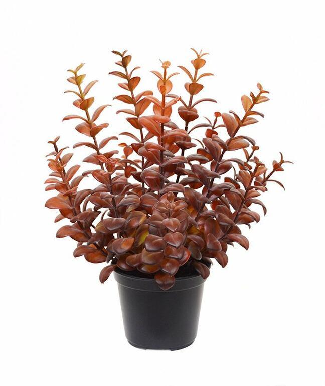 Umetna rastlina evkaliptus bordo-rdeča 30 cm