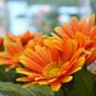 Umetna rastlina Gerbera oranžna 30 cm