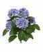 Umetna rastlina Hortenzija modra 40 cm