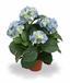 Umetna rastlina Hortenzija modra 45 cm