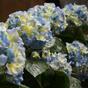 Umetna rastlina Hortenzija modra 45 cm