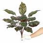 Umetna rastlina Kalatea 50 cm