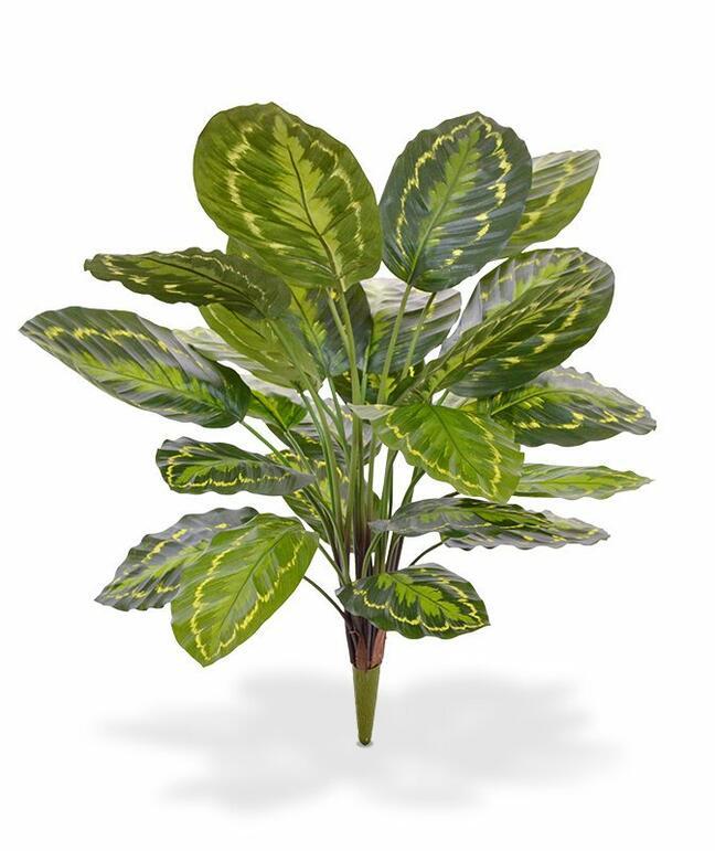 Umetna rastlina Kalatea 65 cm