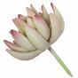 Umetna rastlina Lotus Echeveria 10 cm