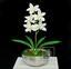 Umetna rastlina Orchidea Cymbidium krema 50 cm