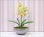 Umetna rastlina Orchidea Cymbidium svetlo zelena 50 cm