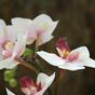 Umetna rastlina Orhideja roza 50 cm