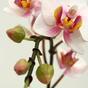 Umetna rastlina Orhideja roza 50 cm