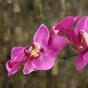 Umetna rastlina Orhideja vijolična 80 cm