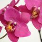 Umetna rastlina Orhideja vijolična 80 cm