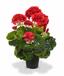 Umetna rastlina Pakost rdeča 40 cm