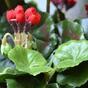 Umetna rastlina Pakost rdeča 40 cm
