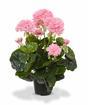 Umetna rastlina Pakost roza 40 cm