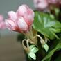 Umetna rastlina Pakost roza 40 cm