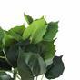 Umetna rastlina Pavinič zelena 25 cm