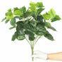Umetna rastlina Pavinič zelena 45 cm